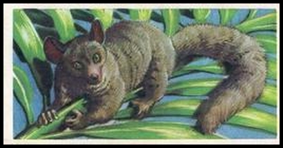 8 Bushy Tailed Galago